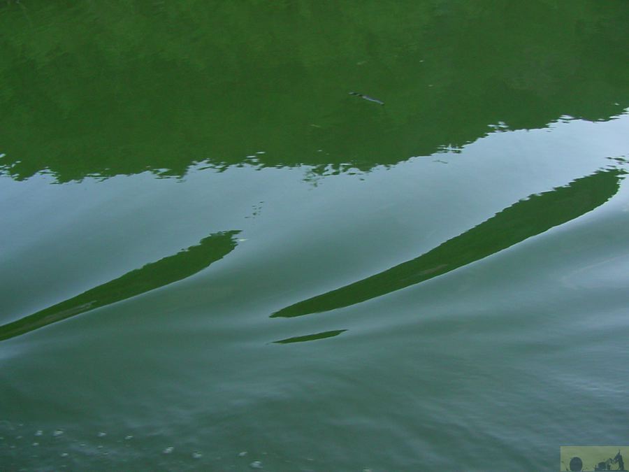 dsc00084.jpg