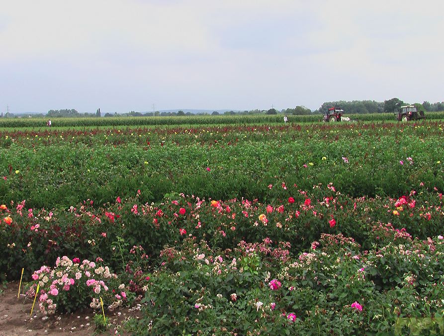 imga0891.jpg