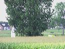 imga0089