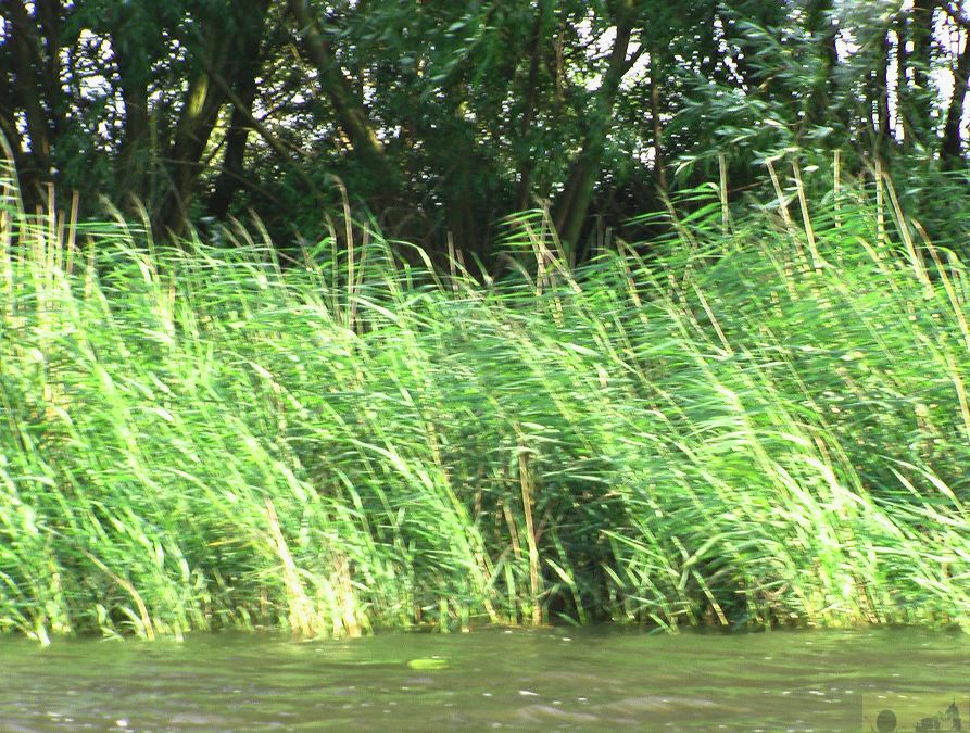 imga0700.jpg