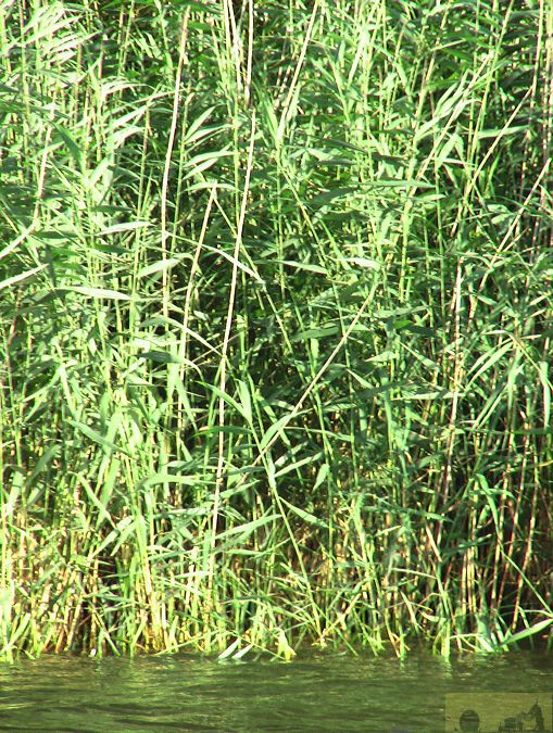 imga0711.jpg